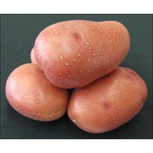 Sadba brambor ROSARA (pytel 25kg)