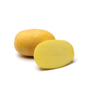Sadba brambor AGRIA (pytel 25kg, sadbové brambory)