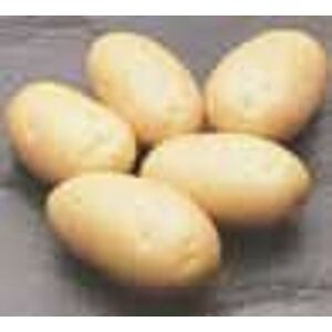 Sadba brambor DALI (pytel 25kg)
