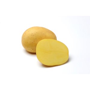 Sadba brambor BELANA (balení 25kg)