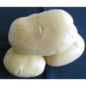 Sadba brambor Sunita (pytel 25kg)